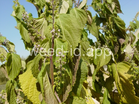mint, perilla